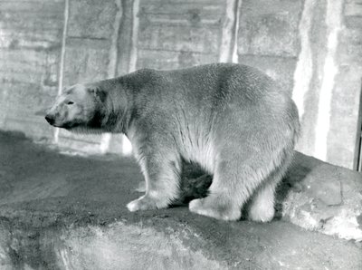 Eisbär 